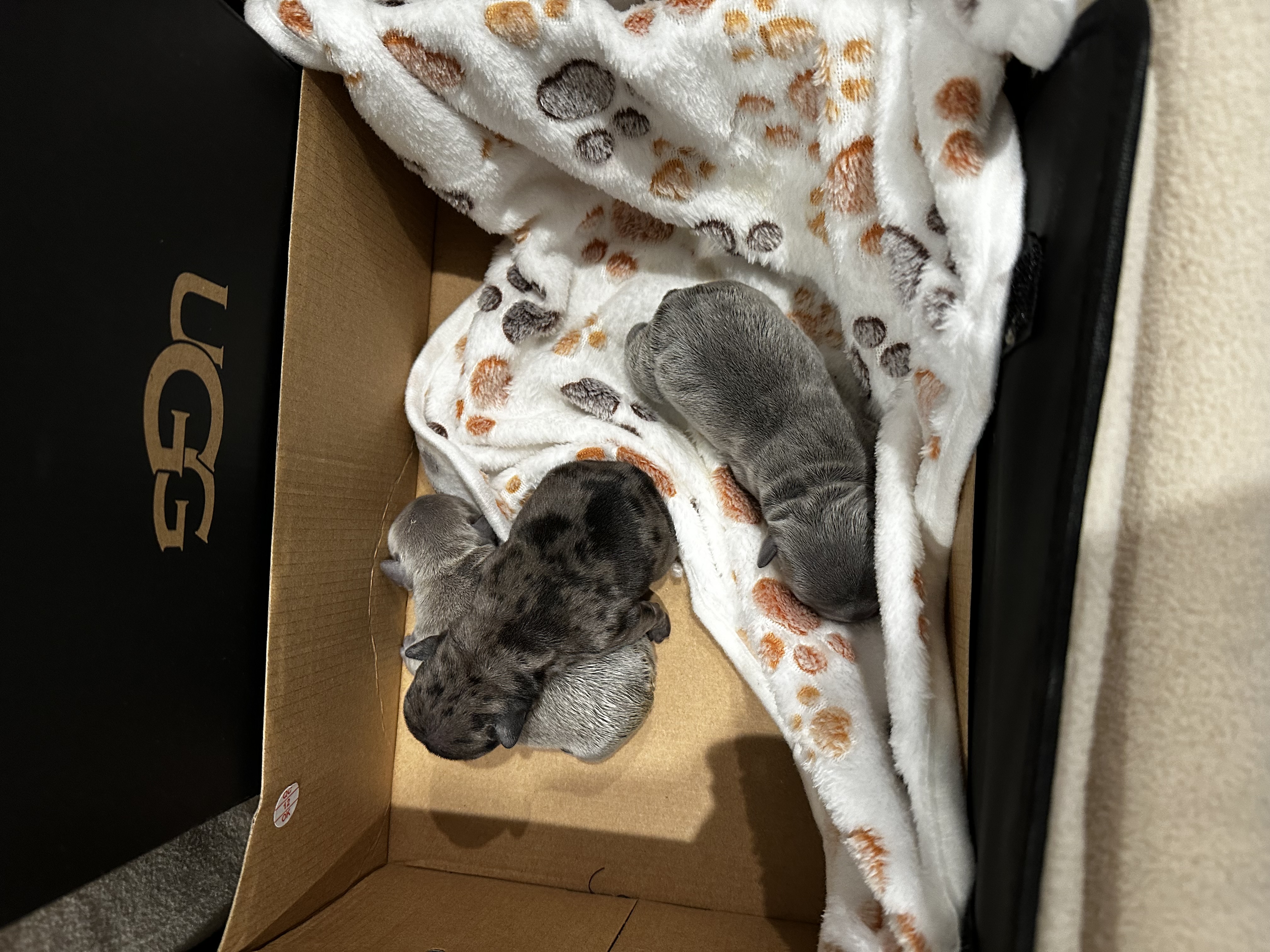 Pawsitive Pals Playhouse 