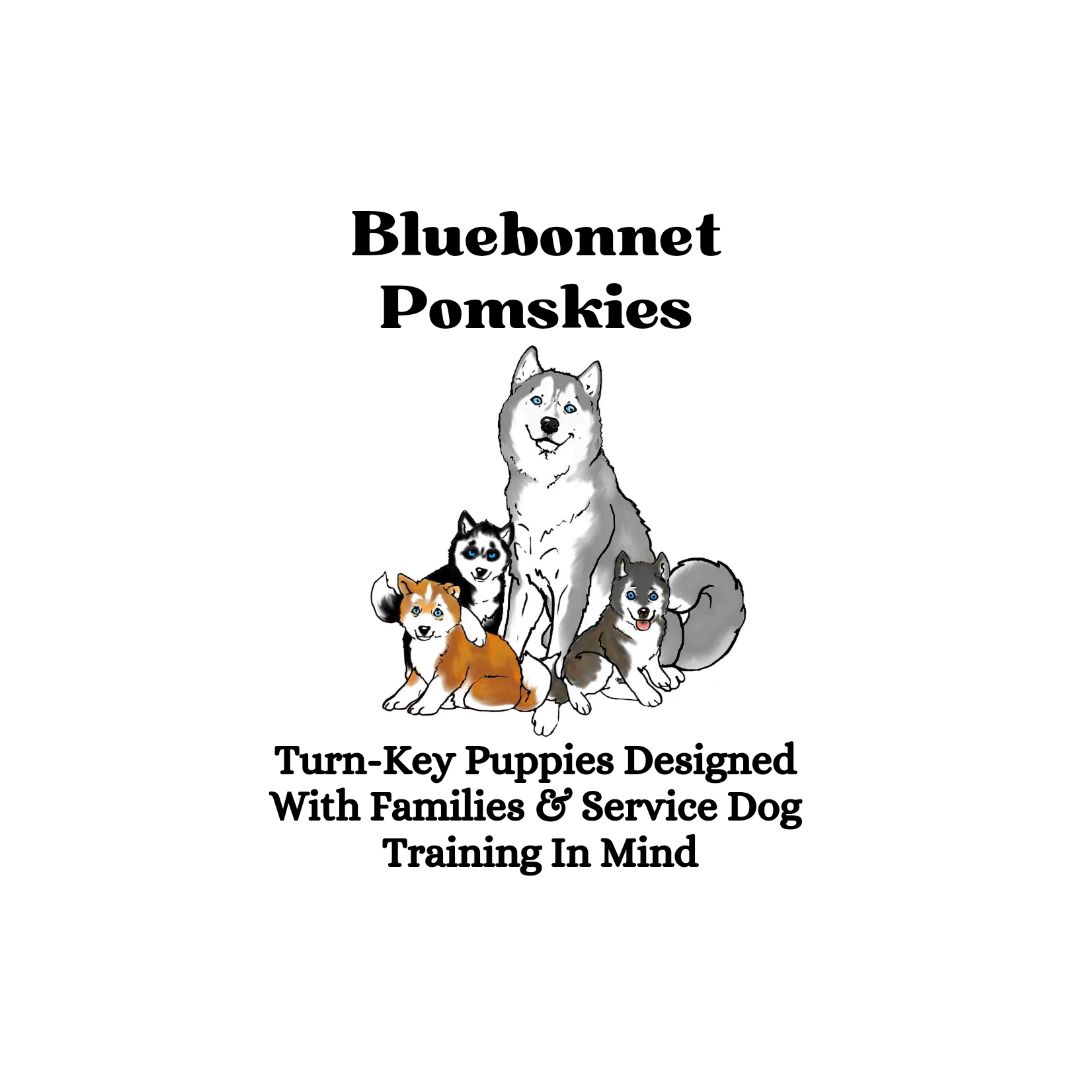 Bringing Home Your New Puppy