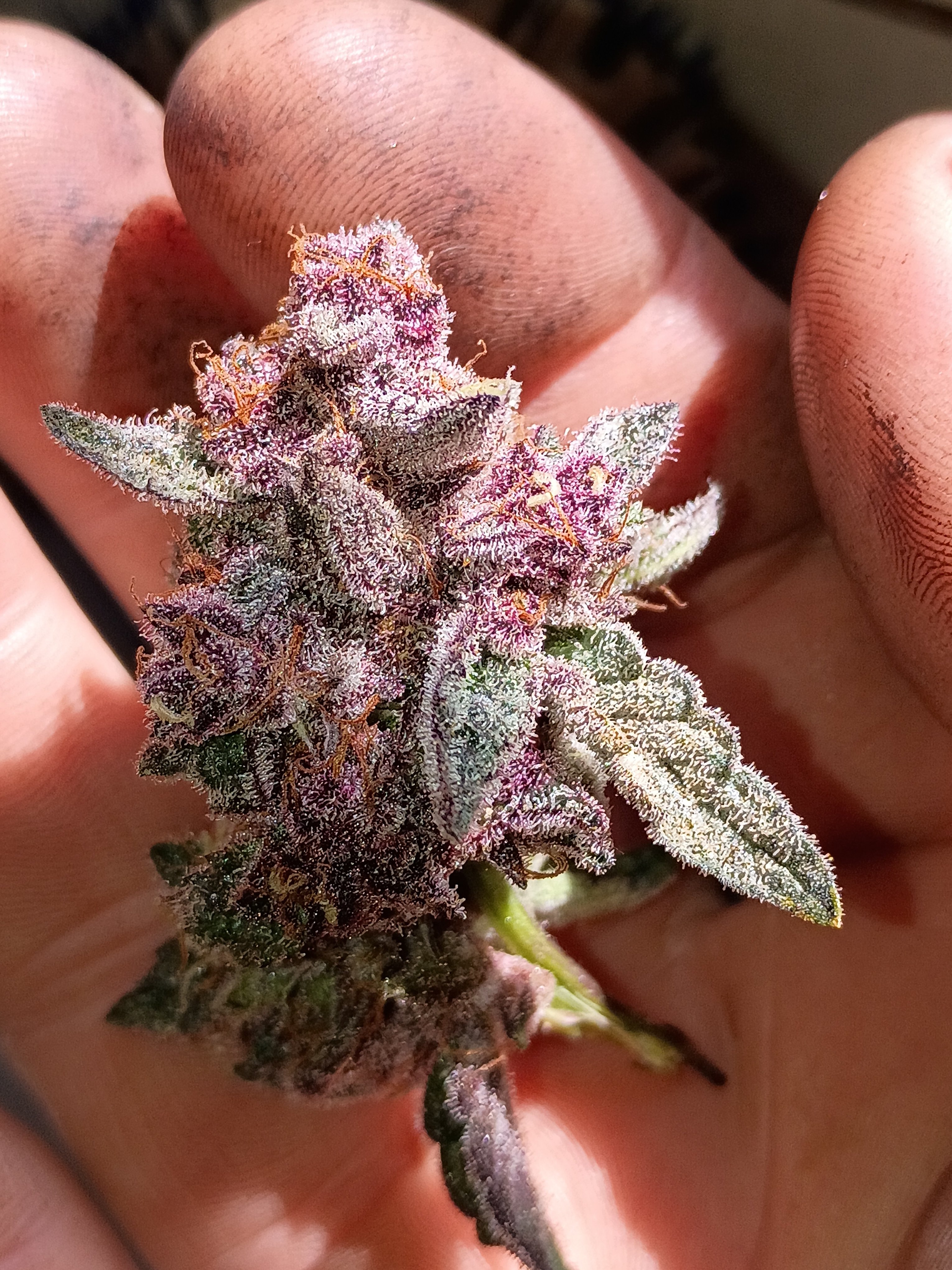 Don't panic it's organic