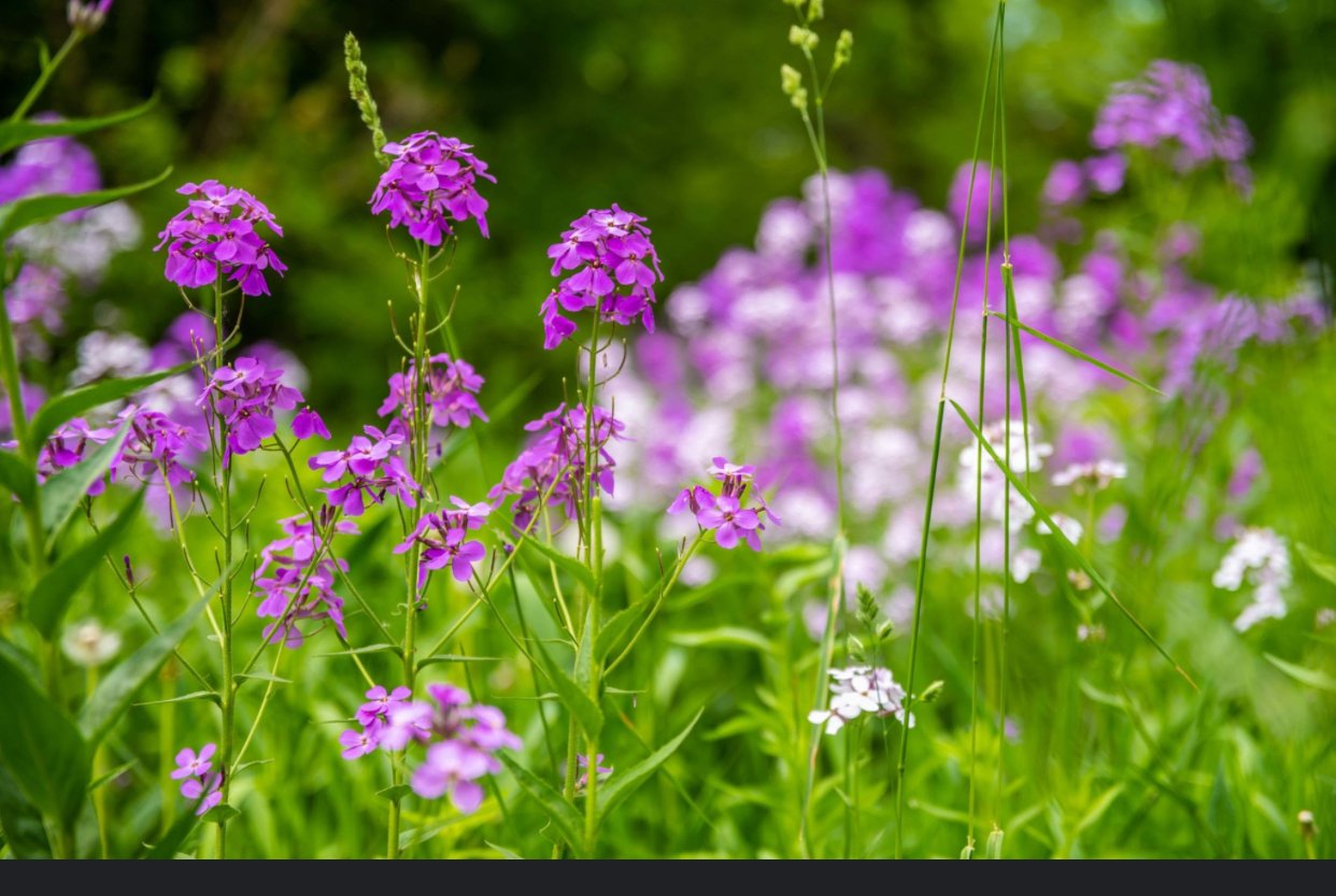 DEVDEV's health/wellness 